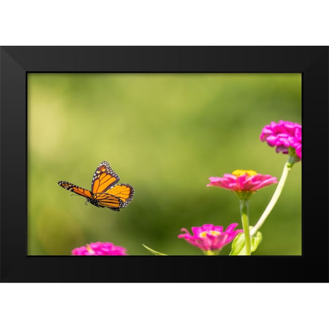 Monarch flying Black Modern Wood Framed Art Print by Day, Richard and Susan