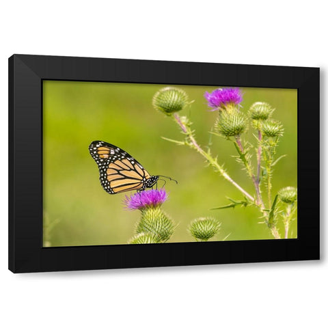 Monarch on Bull thistle Black Modern Wood Framed Art Print by Day, Richard and Susan