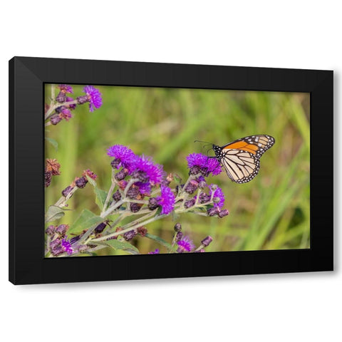 Monarch on Missouri Ironweed Black Modern Wood Framed Art Print by Day, Richard and Susan