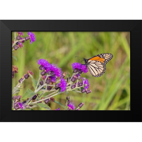 Monarch on Missouri Ironweed Black Modern Wood Framed Art Print by Day, Richard and Susan