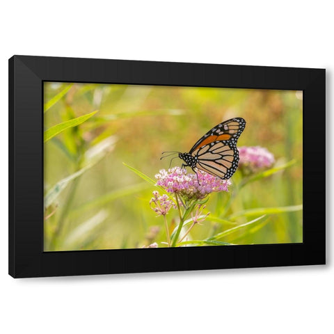 Monarch on swamp milkweed Black Modern Wood Framed Art Print by Day, Richard and Susan