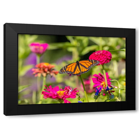 Monarch on zinnia Black Modern Wood Framed Art Print with Double Matting by Day, Richard and Susan