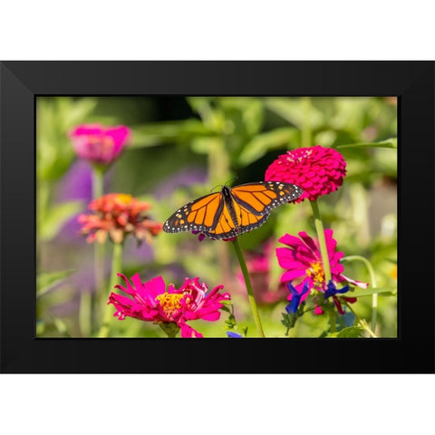 Monarch on zinnia Black Modern Wood Framed Art Print by Day, Richard and Susan