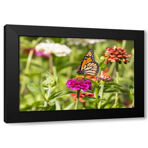 Monarch on zinnia Black Modern Wood Framed Art Print with Double Matting by Day, Richard and Susan