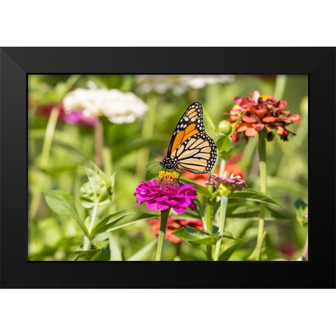 Monarch on zinnia Black Modern Wood Framed Art Print by Day, Richard and Susan
