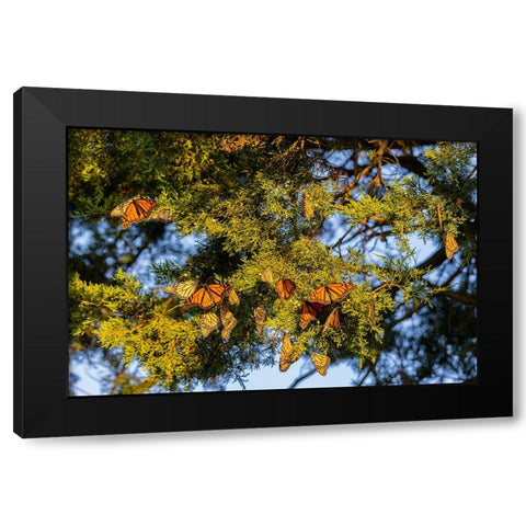 Monarchs gathering to roost in Cedar tree during migration south Black Modern Wood Framed Art Print by Day, Richard and Susan