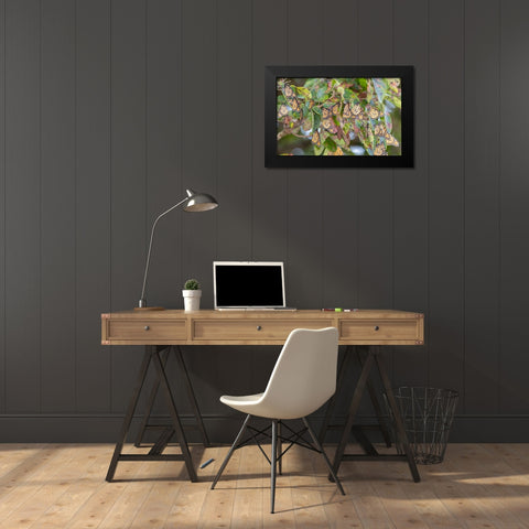Monarchs gathering to roost in tree during migration south Black Modern Wood Framed Art Print by Day, Richard and Susan