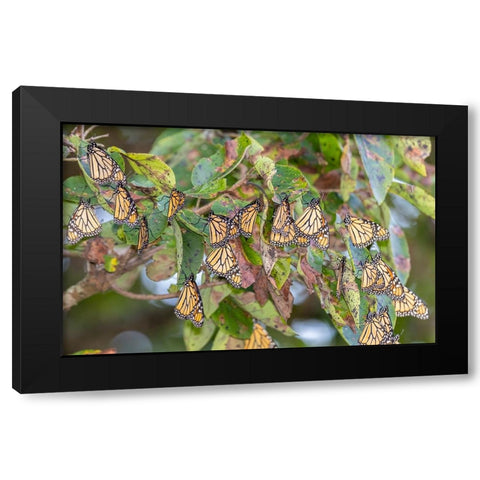 Monarchs gathering to roost in tree during migration south Black Modern Wood Framed Art Print with Double Matting by Day, Richard and Susan