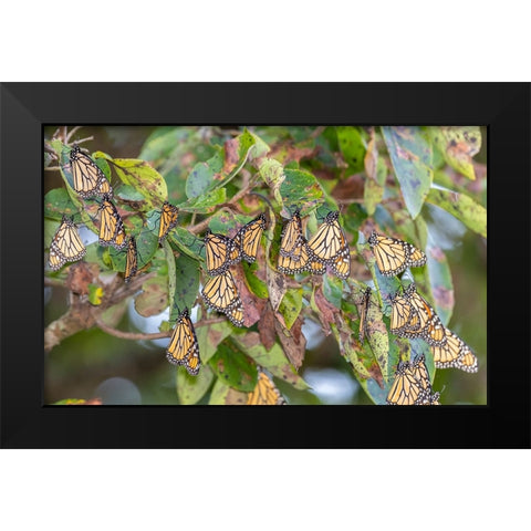Monarchs gathering to roost in tree during migration south Black Modern Wood Framed Art Print by Day, Richard and Susan