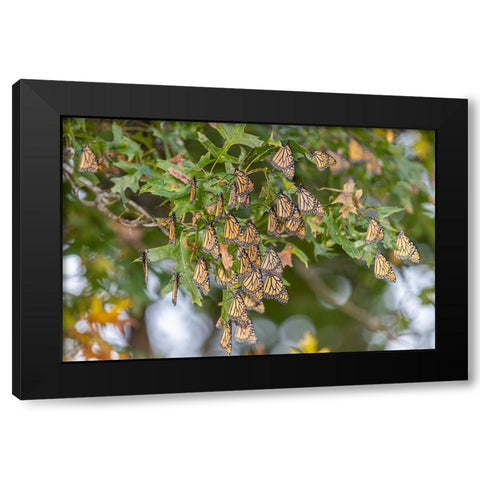 Monarchs gathering to roost in tree during migration south Black Modern Wood Framed Art Print by Day, Richard and Susan