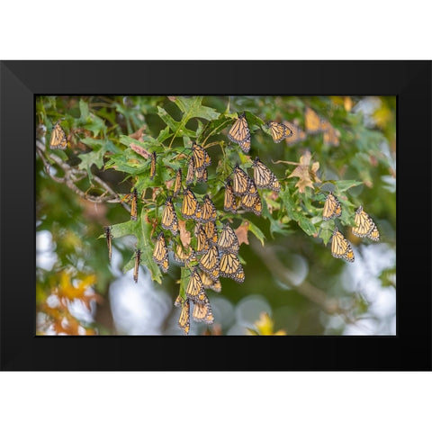 Monarchs gathering to roost in tree during migration south Black Modern Wood Framed Art Print by Day, Richard and Susan