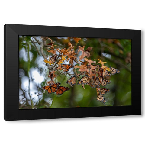 Monarchs gathering to roost in tree during migration south Black Modern Wood Framed Art Print with Double Matting by Day, Richard and Susan