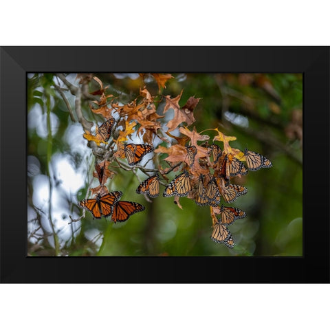 Monarchs gathering to roost in tree during migration south Black Modern Wood Framed Art Print by Day, Richard and Susan