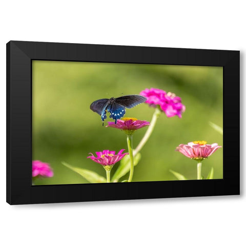 Pipevine swallowtail flying Black Modern Wood Framed Art Print with Double Matting by Day, Richard and Susan