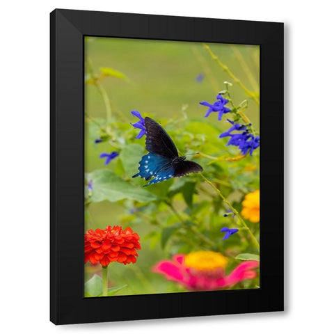 Pipevine swallowtail flying Black Modern Wood Framed Art Print by Day, Richard and Susan