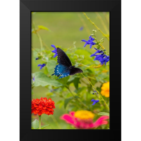 Pipevine swallowtail flying Black Modern Wood Framed Art Print by Day, Richard and Susan