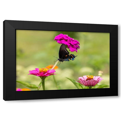 Pipevine swallowtail flying Black Modern Wood Framed Art Print by Day, Richard and Susan