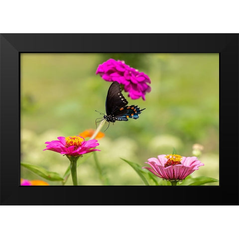 Pipevine swallowtail flying Black Modern Wood Framed Art Print by Day, Richard and Susan