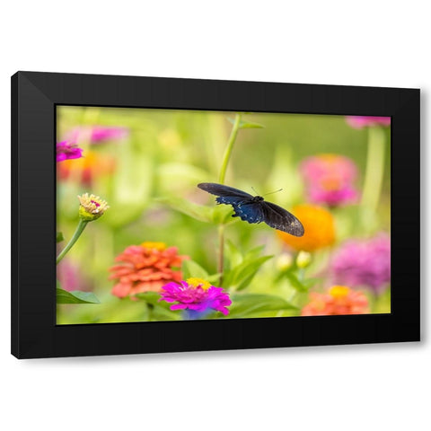 Pipevine swallowtail male flying over zinnia Black Modern Wood Framed Art Print by Day, Richard and Susan