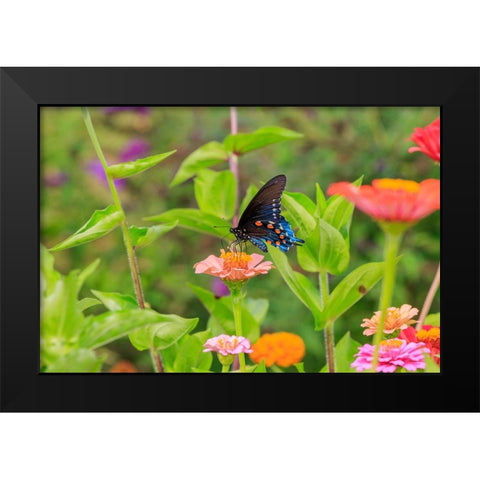 Pipevine swallowtail on zinnia Black Modern Wood Framed Art Print by Day, Richard and Susan