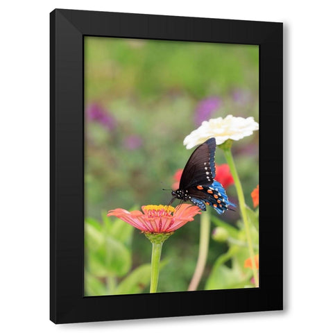 Pipevine swallowtail on zinnia Black Modern Wood Framed Art Print by Day, Richard and Susan