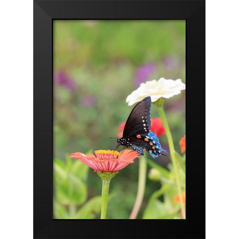 Pipevine swallowtail on zinnia Black Modern Wood Framed Art Print by Day, Richard and Susan