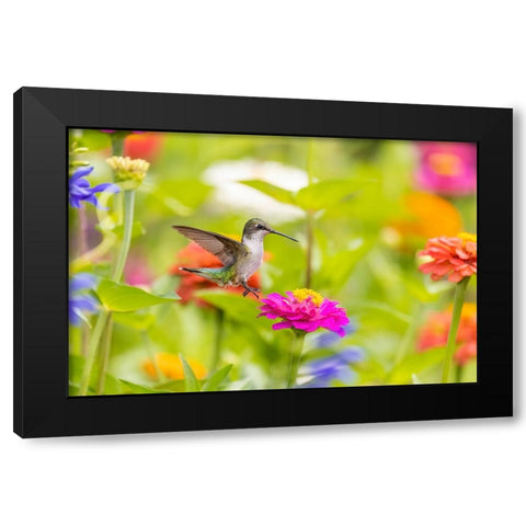Ruby-throated hummingbird Black Modern Wood Framed Art Print with Double Matting by Day, Richard and Susan