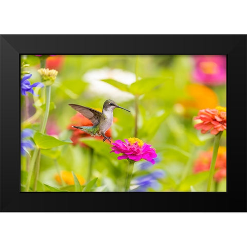 Ruby-throated hummingbird Black Modern Wood Framed Art Print by Day, Richard and Susan
