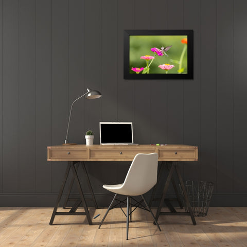 Ruby-throated hummingbird Black Modern Wood Framed Art Print by Day, Richard and Susan