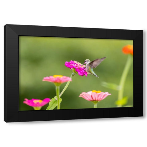 Ruby-throated hummingbird Black Modern Wood Framed Art Print by Day, Richard and Susan