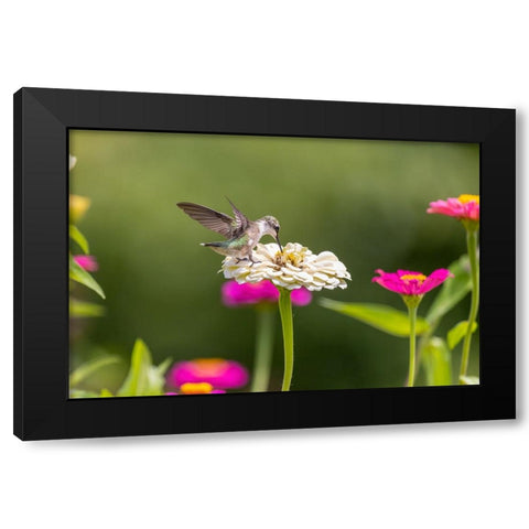 Ruby-throated hummingbird Black Modern Wood Framed Art Print by Day, Richard and Susan
