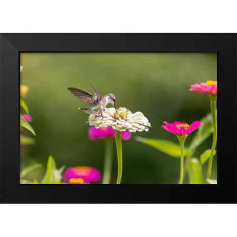 Ruby-throated hummingbird Black Modern Wood Framed Art Print by Day, Richard and Susan