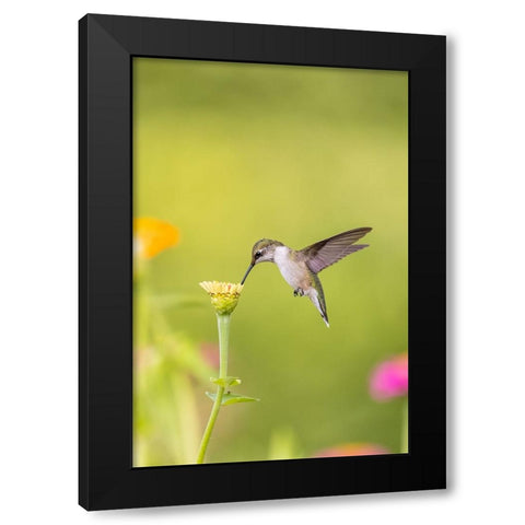 Ruby-throated hummingbird Black Modern Wood Framed Art Print with Double Matting by Day, Richard and Susan