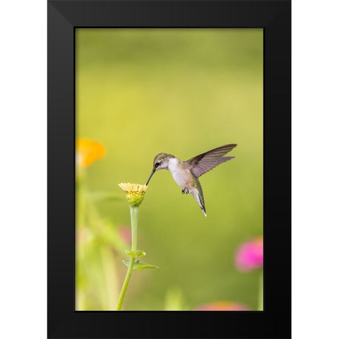 Ruby-throated hummingbird Black Modern Wood Framed Art Print by Day, Richard and Susan