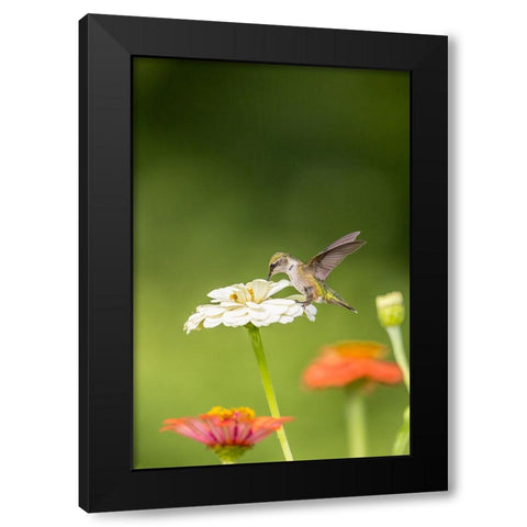 Ruby-throated hummingbird Black Modern Wood Framed Art Print by Day, Richard and Susan
