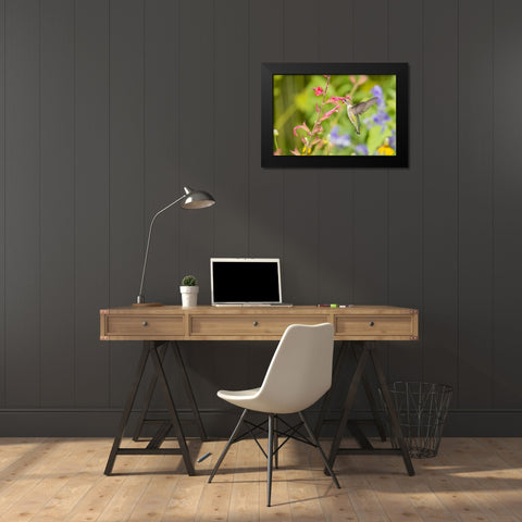 Ruby-throated hummingbird Black Modern Wood Framed Art Print by Day, Richard and Susan