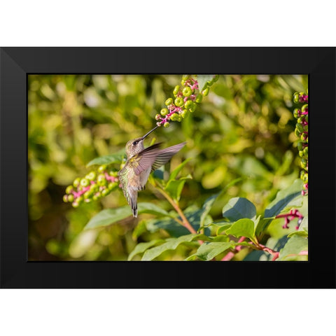Ruby-throated hummingbird at American pokeweed Black Modern Wood Framed Art Print by Day, Richard and Susan