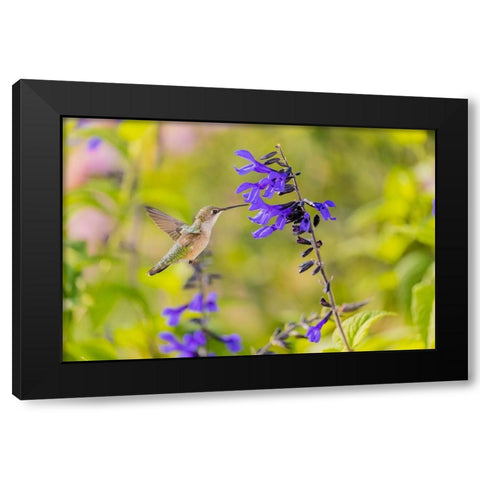 Ruby-throated hummingbird at black and blue salvia Black Modern Wood Framed Art Print with Double Matting by Day, Richard and Susan