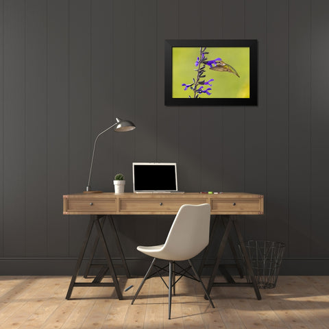 Ruby-throated hummingbird at black and blue salvia Black Modern Wood Framed Art Print by Day, Richard and Susan