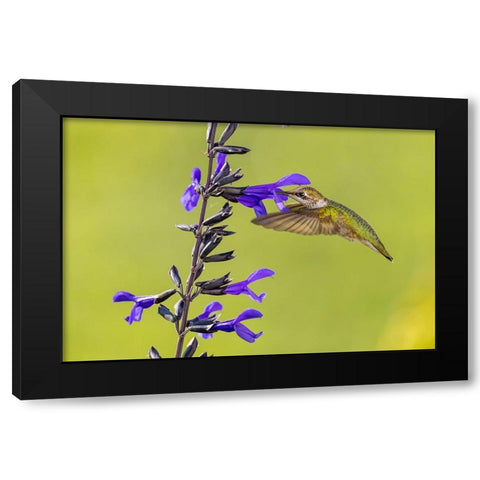 Ruby-throated hummingbird at black and blue salvia Black Modern Wood Framed Art Print by Day, Richard and Susan