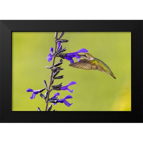 Ruby-throated hummingbird at black and blue salvia Black Modern Wood Framed Art Print by Day, Richard and Susan
