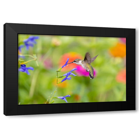 Ruby-throated hummingbird at blue ensign salvia Black Modern Wood Framed Art Print with Double Matting by Day, Richard and Susan