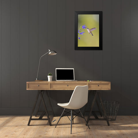 Ruby-throated hummingbird at blue ensign salvia Black Modern Wood Framed Art Print by Day, Richard and Susan