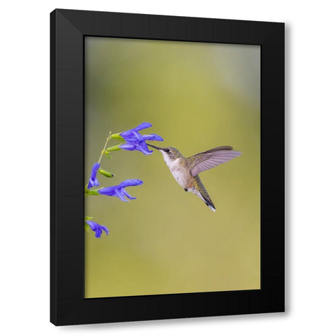 Ruby-throated hummingbird at blue ensign salvia Black Modern Wood Framed Art Print with Double Matting by Day, Richard and Susan