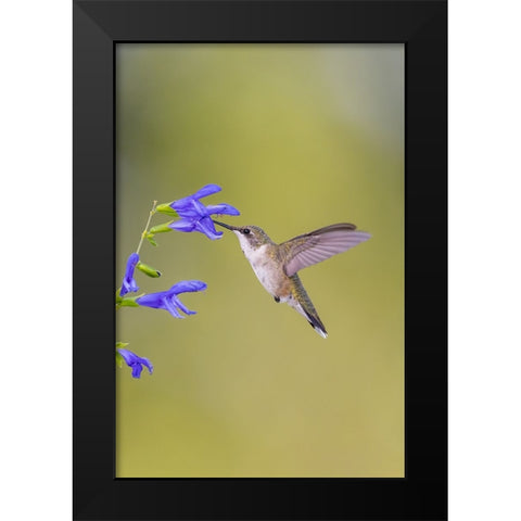 Ruby-throated hummingbird at blue ensign salvia Black Modern Wood Framed Art Print by Day, Richard and Susan