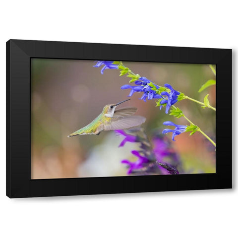Ruby-throated hummingbird at blue ensign salvia Black Modern Wood Framed Art Print by Day, Richard and Susan
