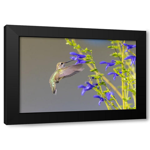 Ruby-throated hummingbird at blue ensign salvia Black Modern Wood Framed Art Print by Day, Richard and Susan