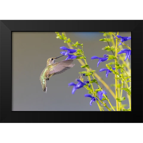 Ruby-throated hummingbird at blue ensign salvia Black Modern Wood Framed Art Print by Day, Richard and Susan