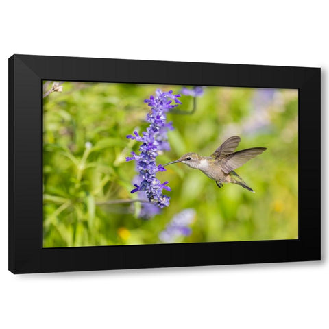 Ruby-throated hummingbird at Victoria blue salvia Black Modern Wood Framed Art Print with Double Matting by Day, Richard and Susan