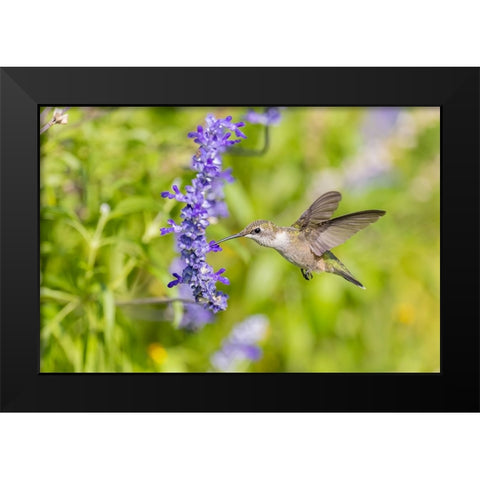 Ruby-throated hummingbird at Victoria blue salvia Black Modern Wood Framed Art Print by Day, Richard and Susan